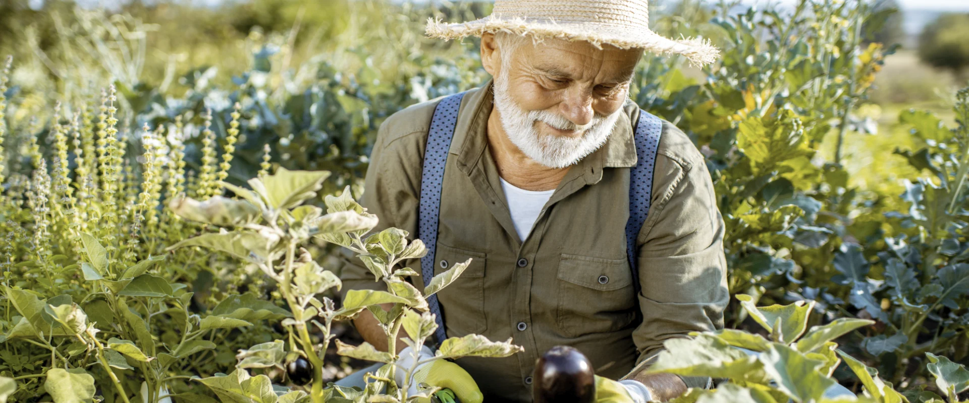 alterer herr bei der gartenarbeit im gemuesebeet